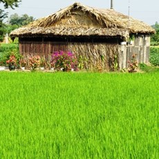 Between Go Cong and Ben Tre