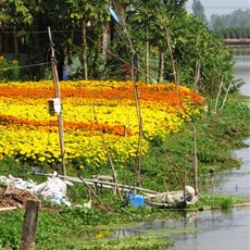 Between Go Cong and Ben Tre