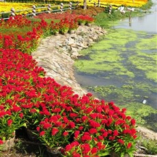 Between Go Cong and Ben Tre