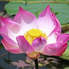 Lotus