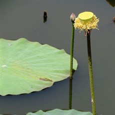 Lotus
