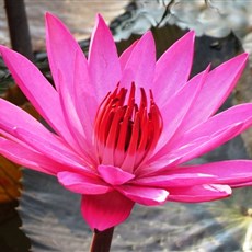 Between Ben Luc and Go Dau