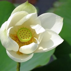 Arriving Cambodia - white lotus