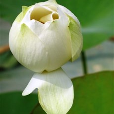 Arriving Cambodia - white lotus