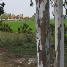 Between Svay Rieng and Neak Leuong