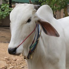 Between Phnom Penh and Skun