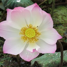 Between Skun and Kampong Thom