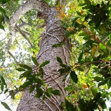 Ta Prohm - Siem Reap