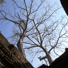 Ta Prohm - Siem Reap