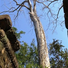 Ta Prohm - Siem Reap