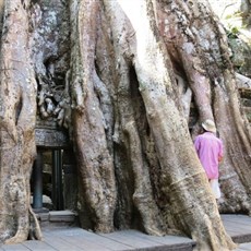 Ta Prohm - Siem Reap