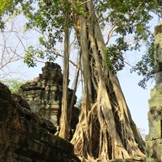 Ta Prohm - Siem Reap