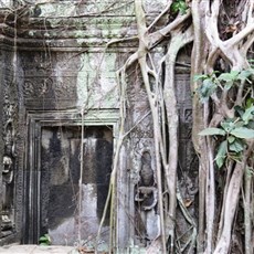 Ta Prohm - Siem Reap