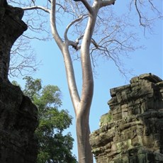 Ta Prohm - Siem Reap