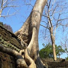 Ta Prohm - Siem Reap