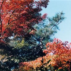 Ginkaku-ji