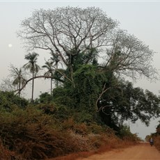 Buba to Bissau