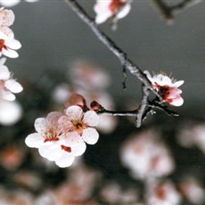Iwakuni-ji - Hiroshima