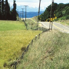 Between Bluff and Lumsden