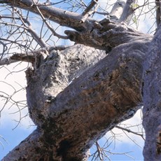 Silvermine road - baobab