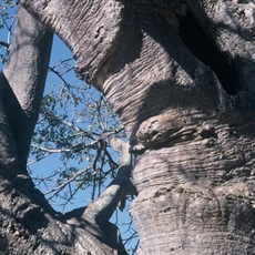 Zimbabwe baobab