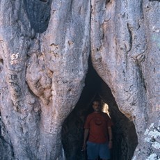 Zimbabwe baobab