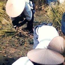 Rice harvesting festival